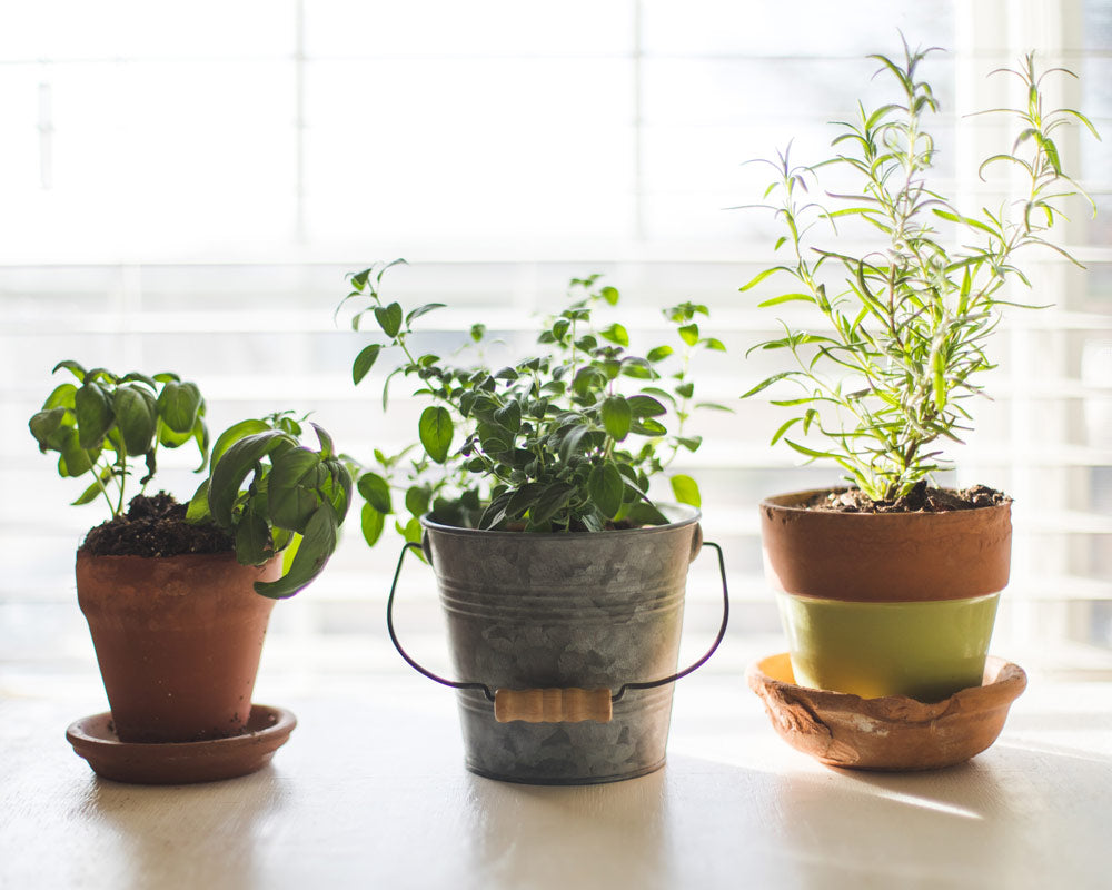 5 claves para cultivar vegetales en macetas