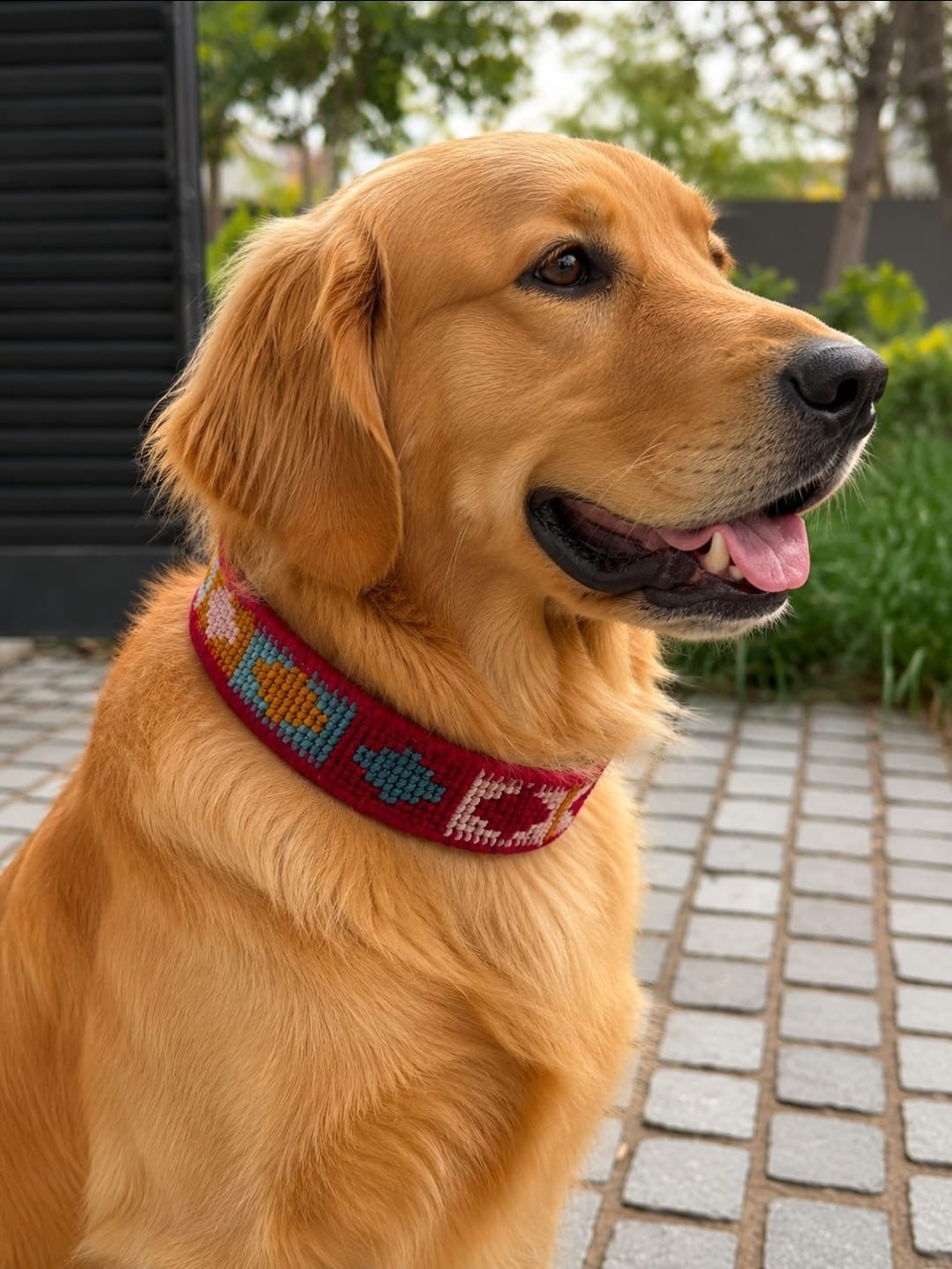 Kit Collar Perro Nala